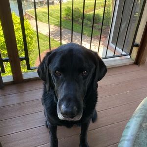 Meet your Posher, Sydney